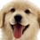 factdogs